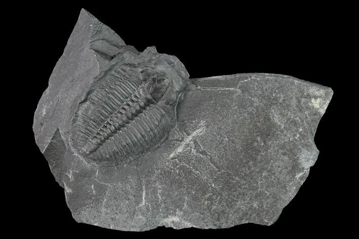 Elrathia Trilobite Molt Fossil - Utah #140123